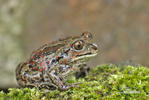 Common Spadefoot