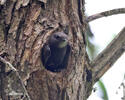 Common Swift