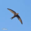 Common Swift