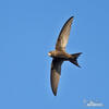 Common Swift