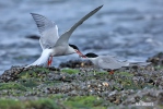 Common Tern