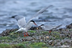 Common Tern