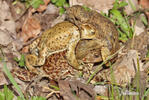 Common Toad