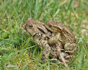 Common Toad