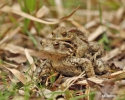 Common Toad