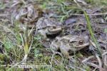 Common Toad