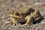 Common Toad