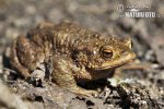 Common Toad