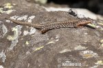 Common Wall Lizard