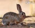 Conejo del desierto