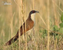 Coppery-tailed Coucal