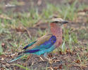 Coracias caudatus