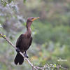 Cormorán neotropical