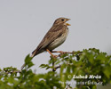 Corn Bunting