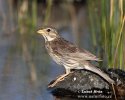 Corn Bunting