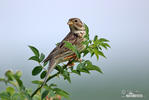 Corn Bunting