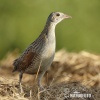 Corn Crake