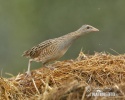 Corn Crake