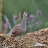 Corn Crake