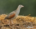 Corn Crake