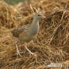 Corn Crake