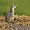 Corn Crake