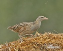 Corn Crake