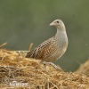 Corn Crake