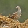 Corn Crake