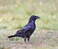 Corvus corax