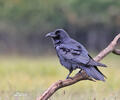 Corvus corax