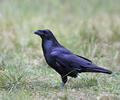 Corvus corax