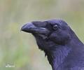 Corvus corax