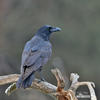 Corvus corax