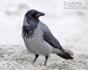 Corvus corone cornix