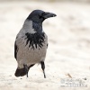 Corvus corone cornix