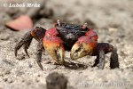 Crab