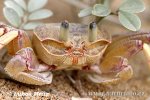 Crab sp.