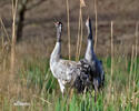 Crane