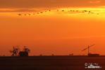 Crane