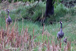 Crane