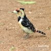 Crested Barbet