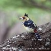 Crested Barbet