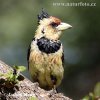 Crested Barbet