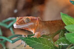 Crested gecko