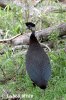 Crested Guineafowl