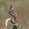 Crested Lark