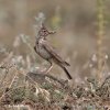 Crested Lark