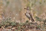 Crested Lark