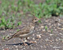 Crested Lark